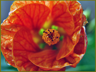 Orange Orange