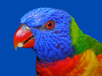 Lorikeet Feeding