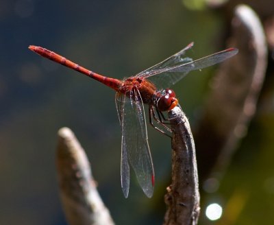 Dragon Fly