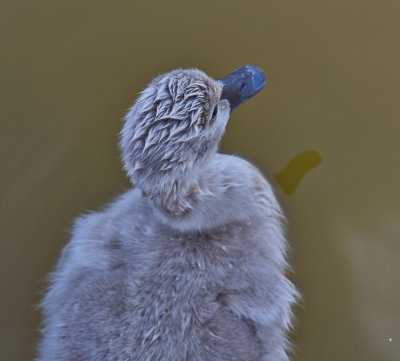 Young Cygnet