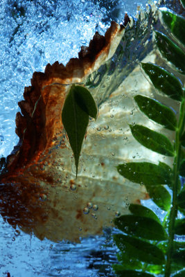 Frozen Leaves*Credit*