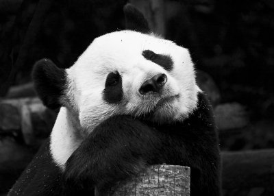 Life is Boring*Merit*