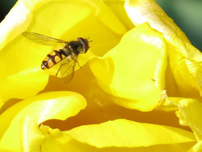 Bush Bee on Tulip