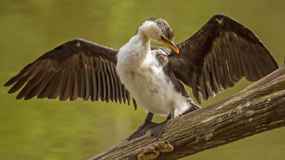 Little Pied Cormorant in Typical Pose*Merit*