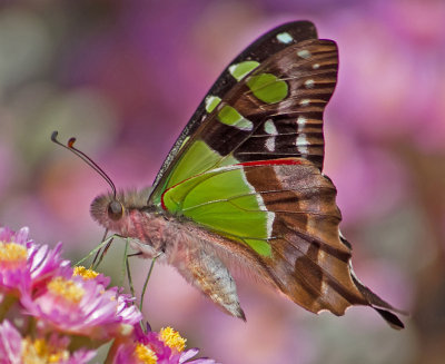 Macleays Swallowtail*Credit*
