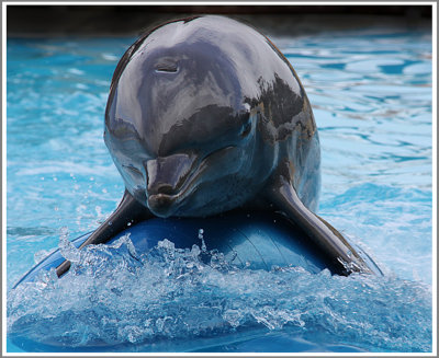 Dolphin Surfing