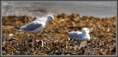  Seagulls Sitting