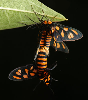  Moth Threesome