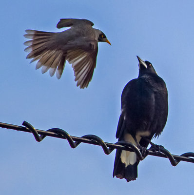The Chase