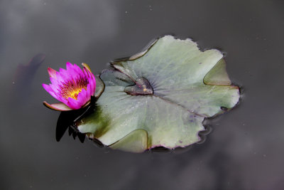  Waterlily 1