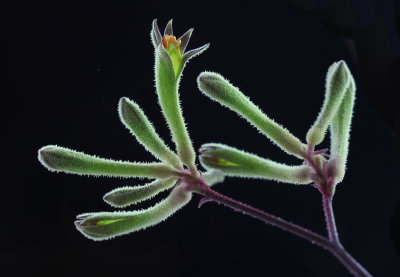  kangaroo paw