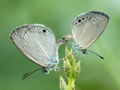  Butterfly Love 