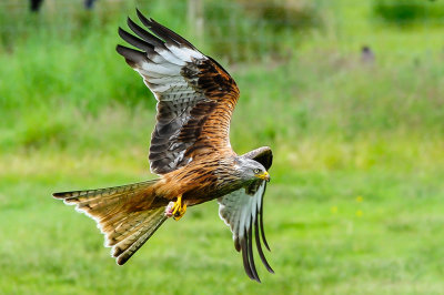 Red-Kite-2
