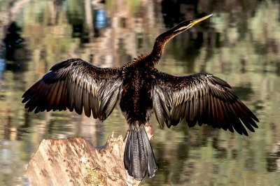 Australian-Darter