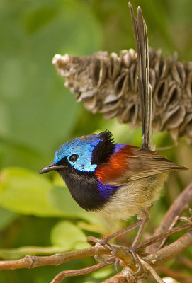 Male Variegated Fairy Wren*Merit*