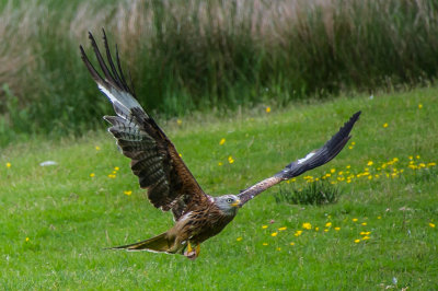 Red-Kite-on-the-fly*Credit*