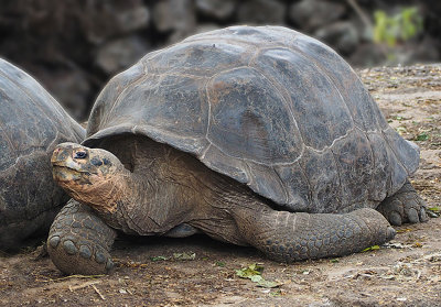 Giant tortoise*Merit*