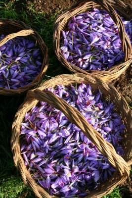 Saffron harvest in Abruzzo Digi 3*Credit*