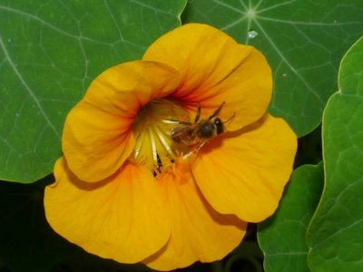 Bee on Nasturtium