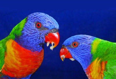 Snack Time for Lorikeets