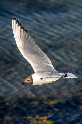 Black headed gull*Merit*