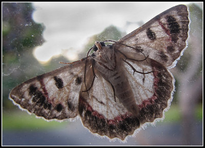 Moth on the Window*Credit*