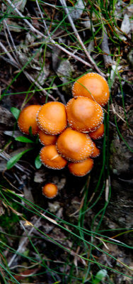 Funny Mushrooms