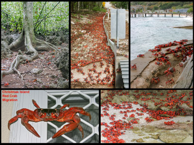 Christmas Island Red Crab Migration