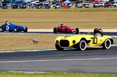 Lucky Duck Escaped from Phillip Island Vic. Race Track*Credit*