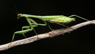  Preying Mantis on Stick*Credit*
