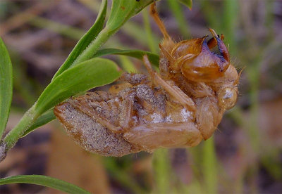  cicada exoskeleton*Credit*