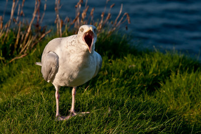  Glaucous Gull with attitude