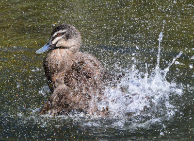 Pacific Black Duck Bathing*Credit*