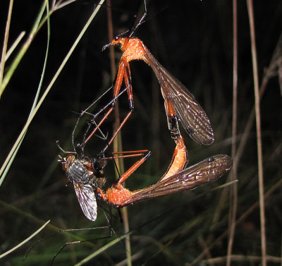  Scorpion Flies Mate-Eat*Merit*