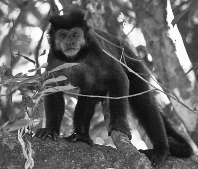  Black Howler Monkey Iguazu