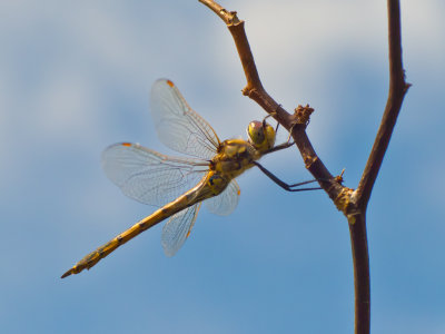  Dragonfly