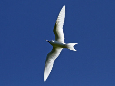  Fairy Tern*Credit*