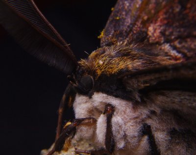  Moth up close