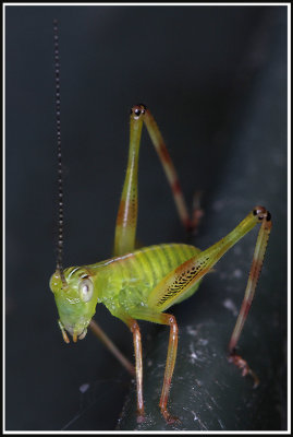  Tiny Grasshopper*Credit*
