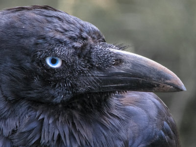  Dirty Little Raven*Credit*