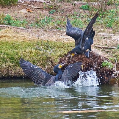  Cormorants Fight For Rock