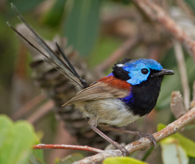  Male Variegated Fairy Wren 2*Credit*