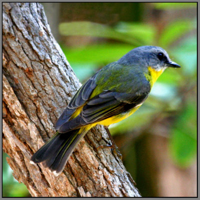 Eastern Yellow Robin