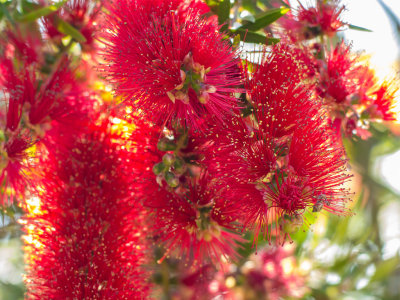 Bottlebrush