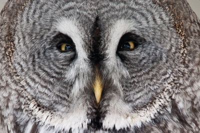 Great Grey Owl 2