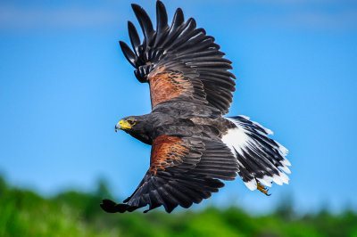 Harris Hawk low flying<br><h4>*Merit*</h4>