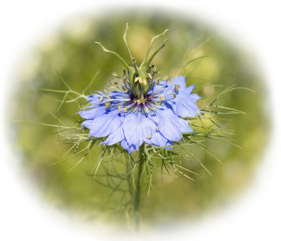 Love in a Mist