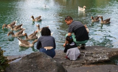 Feeding the ducks - Copy