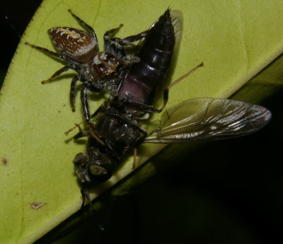 Spider eats insect #3