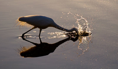 Dinner Time for an Egret